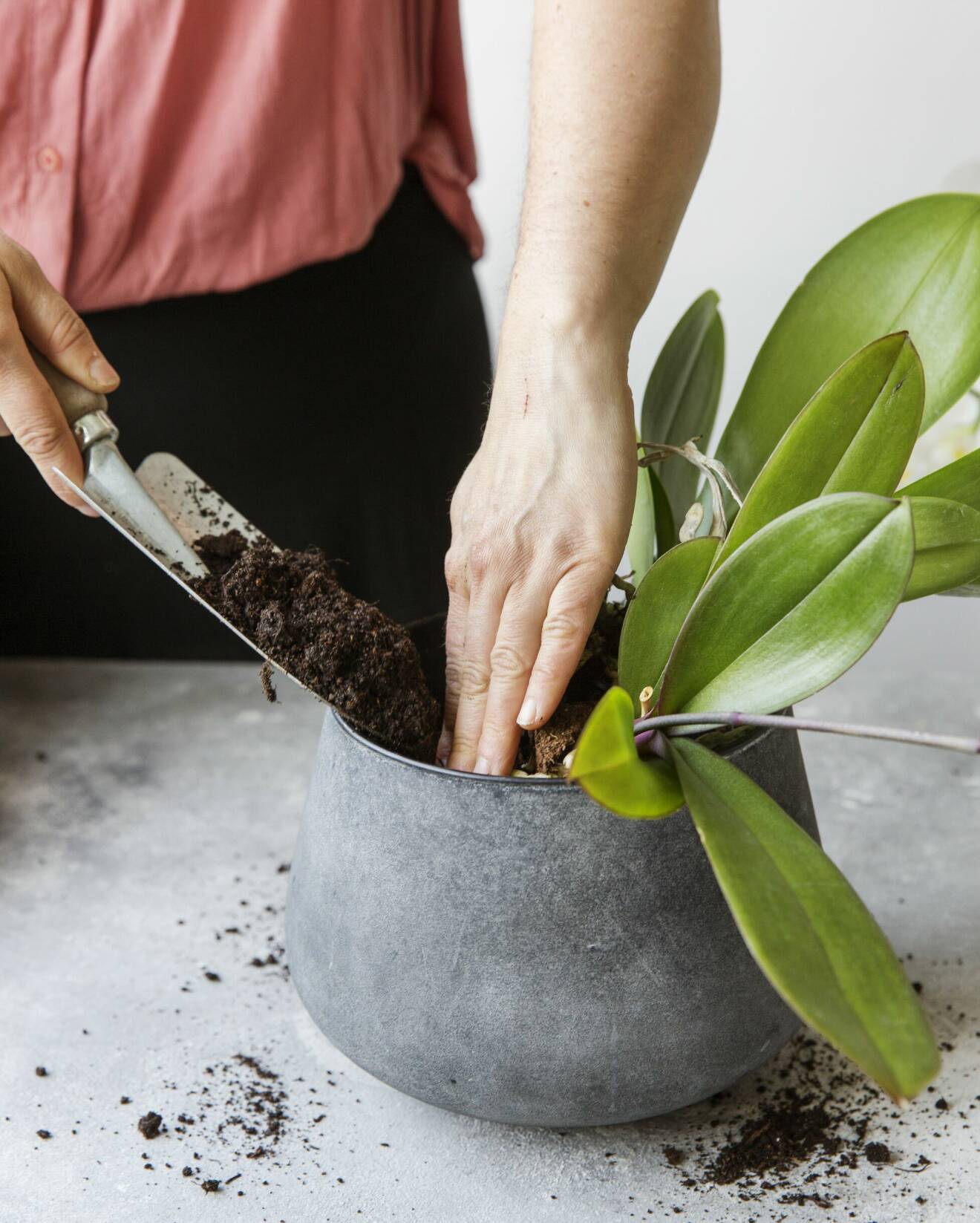 Plantera övriga växter runt orkidén.