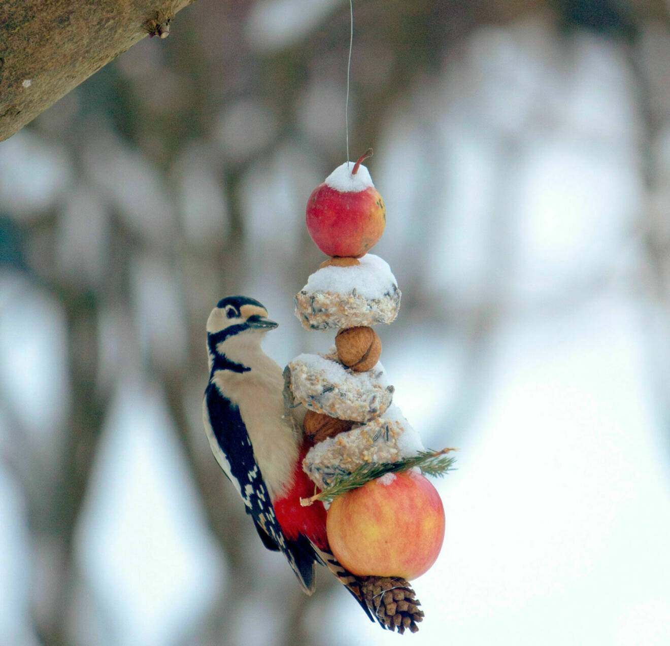 En liten fågel äter av upphängd mat på vintern.
