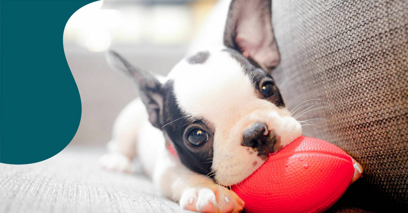 En liten hundvalp, av rasen fransk bulldog, ligger i en soffa och tuggar på en leksak.
