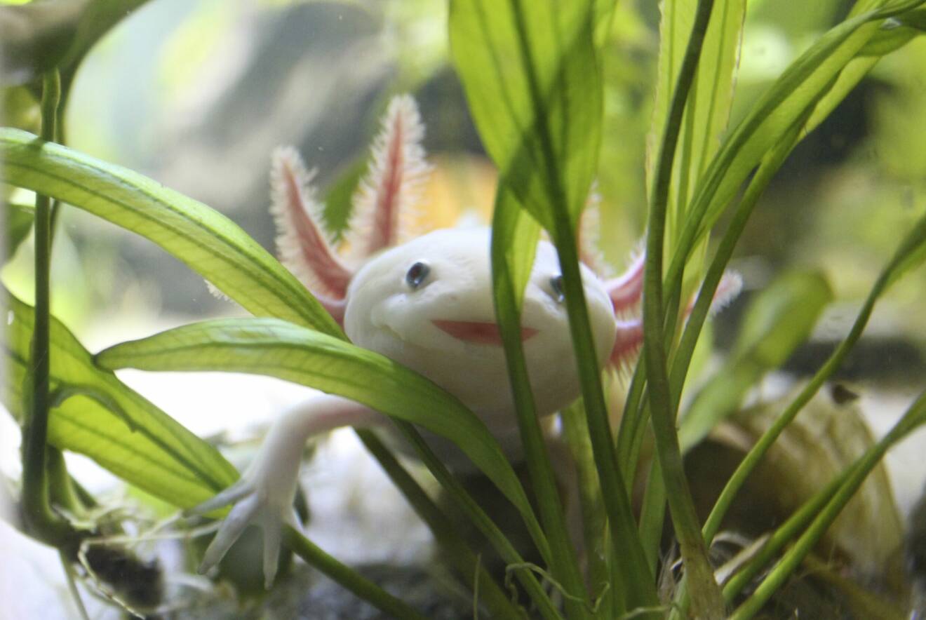 Axolotlen Stefan tittar fram mellan några blad i akvariet, glatt leende som alltid.