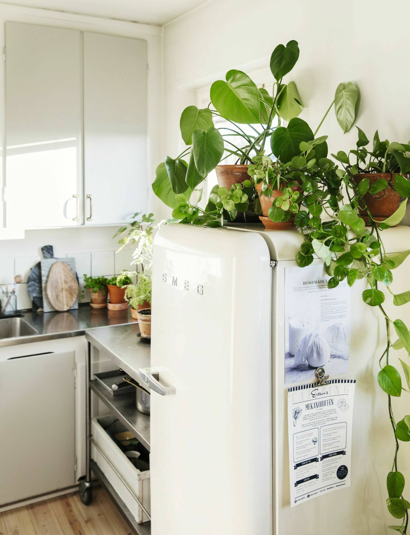 Gröna växter på kylskåpet.