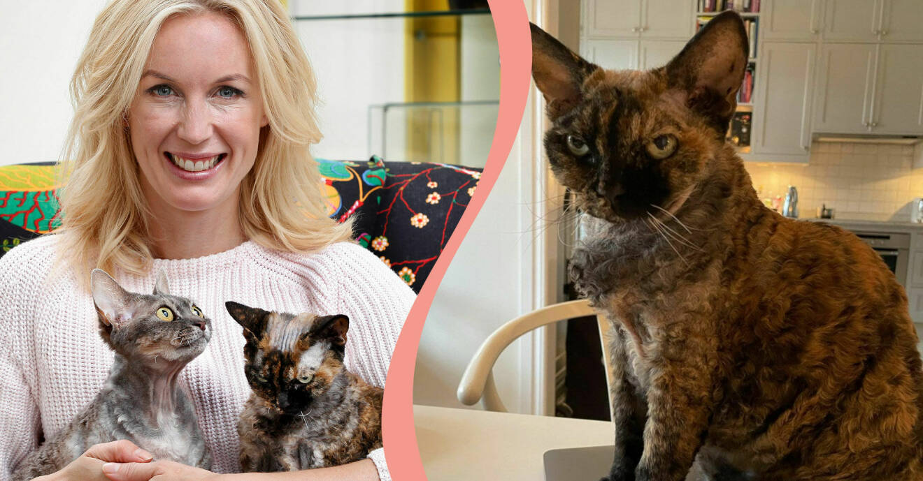 Delad bild. Till vänster syns Jenny Strömstedt tillsammans med katterna Eva-Charlotte och Kerstin. Till höger en bild på katten Kerstin.