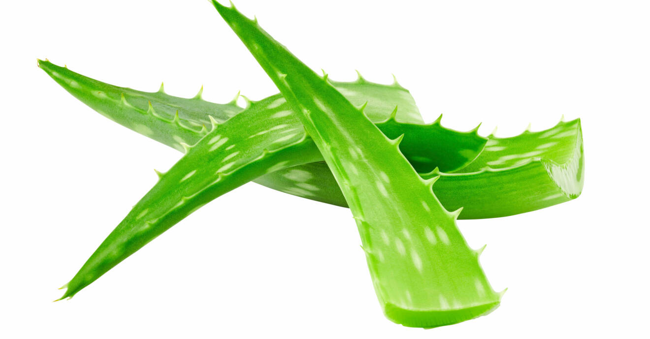 Aloe vera kan användas mot sår och brännskador.
