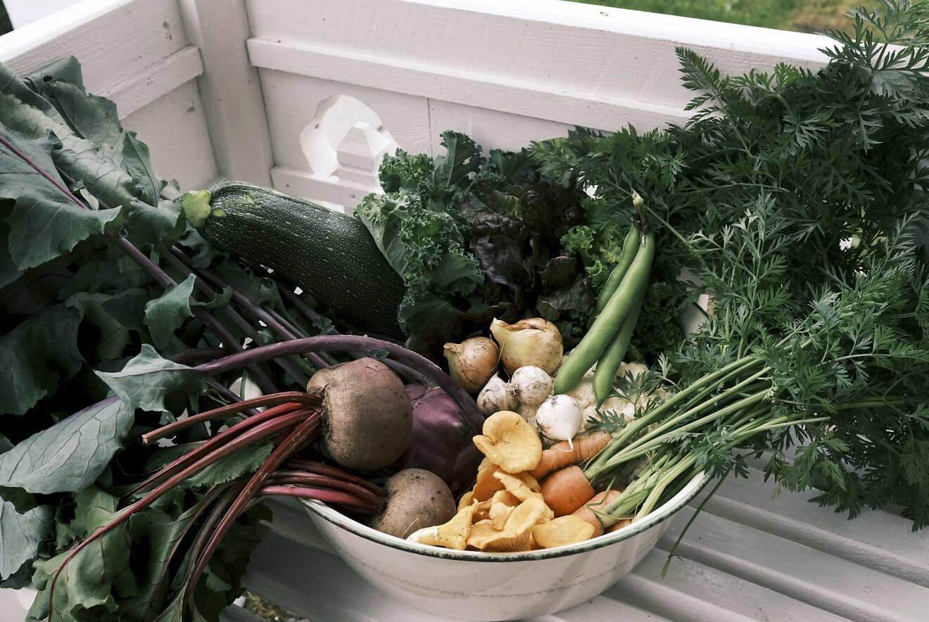 Nyskördade grönsaker och svamp, aptitligt upplagda i en skål utomhus.