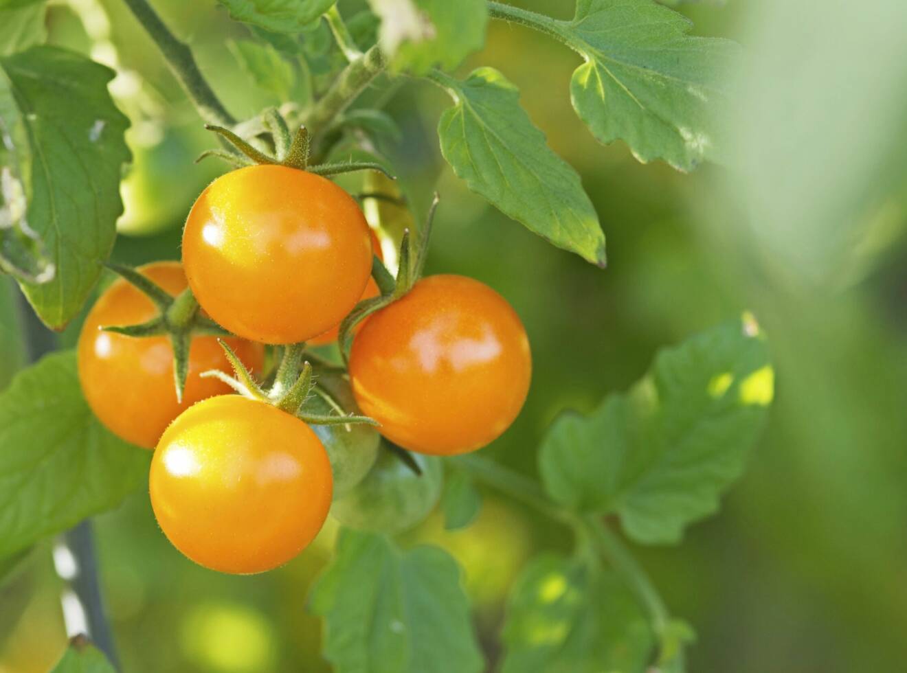 Tomaten 'Sungold' ger stor skörd av söta tomater.