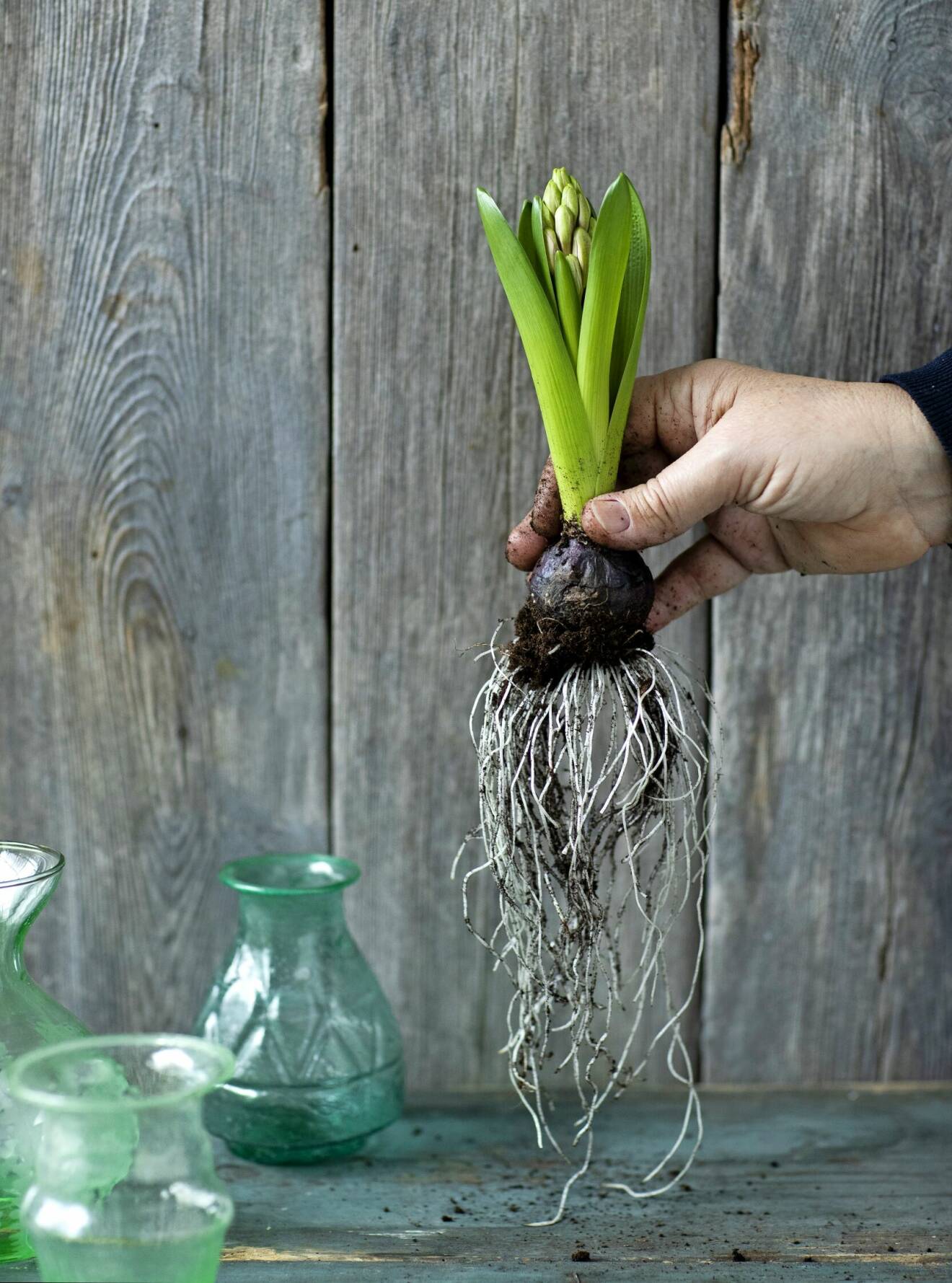 En hyacint med välutvecklade rötter.
