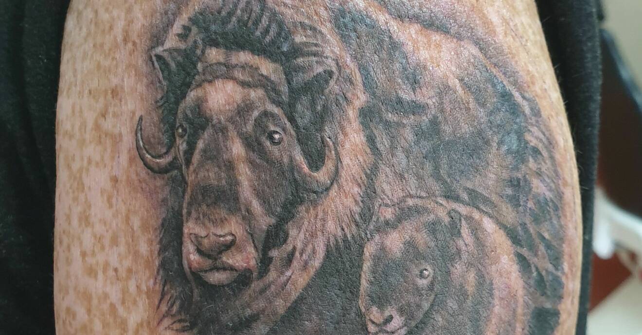 En stor tatuering av en myskoxe har Anna-Lena på armen.
