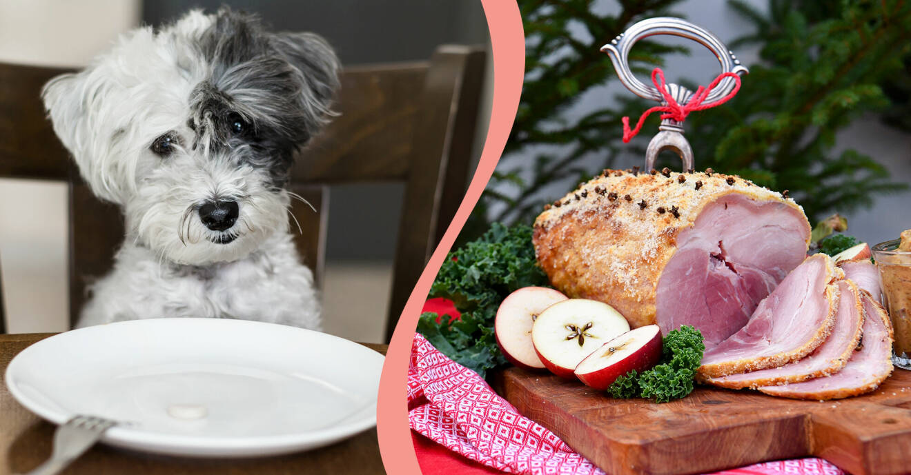 Till höger, en hund som väntar vid bordet, till höger, en griljerad julskinka.