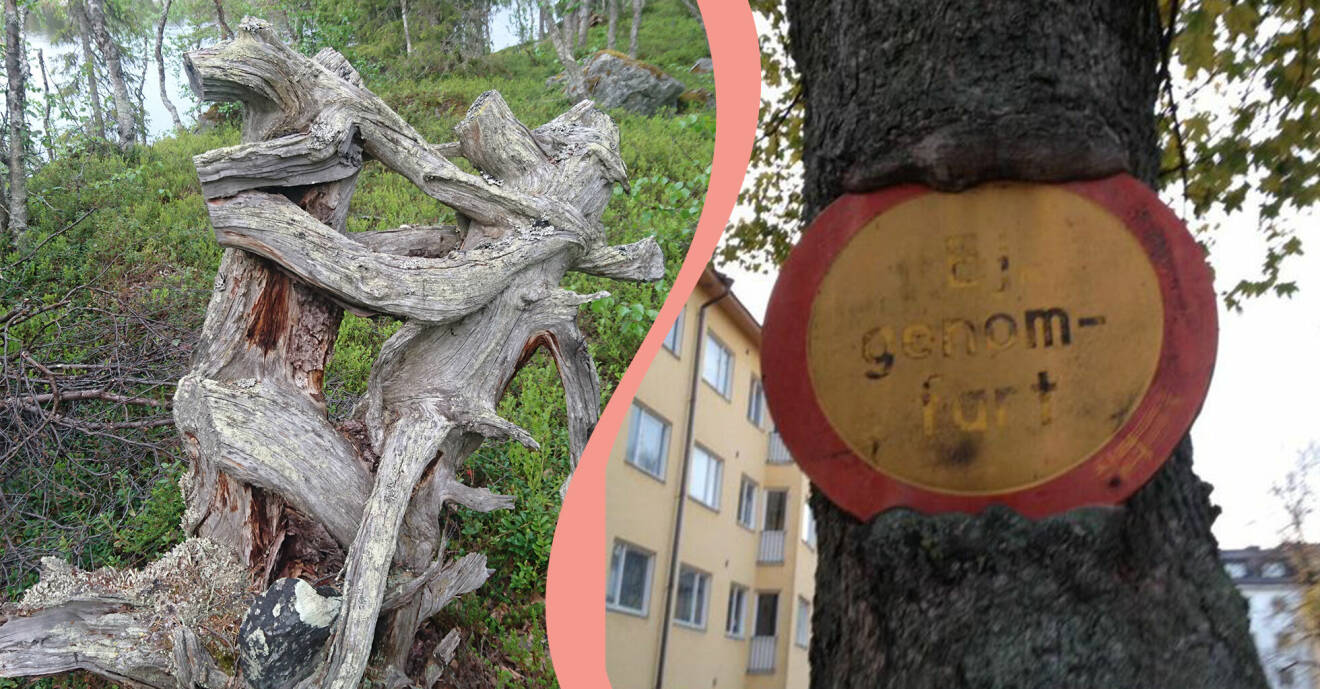 Till vänster syns knasigaste trädet i Lappland, till höger syns det knasigaste i Stockholm.