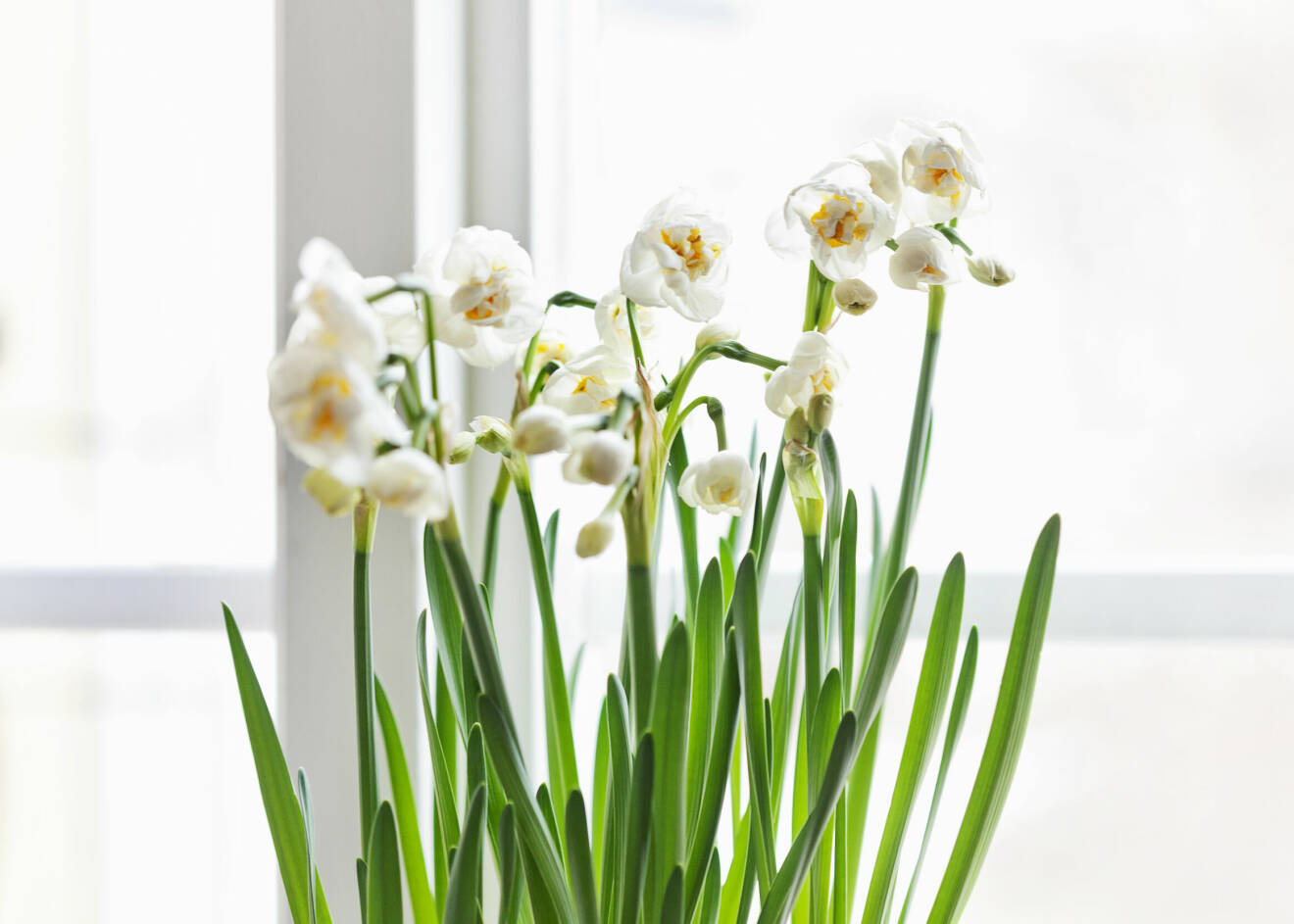 En närbild på tazett med vita blommor och gröna stjälkar, som står i ett fönster.