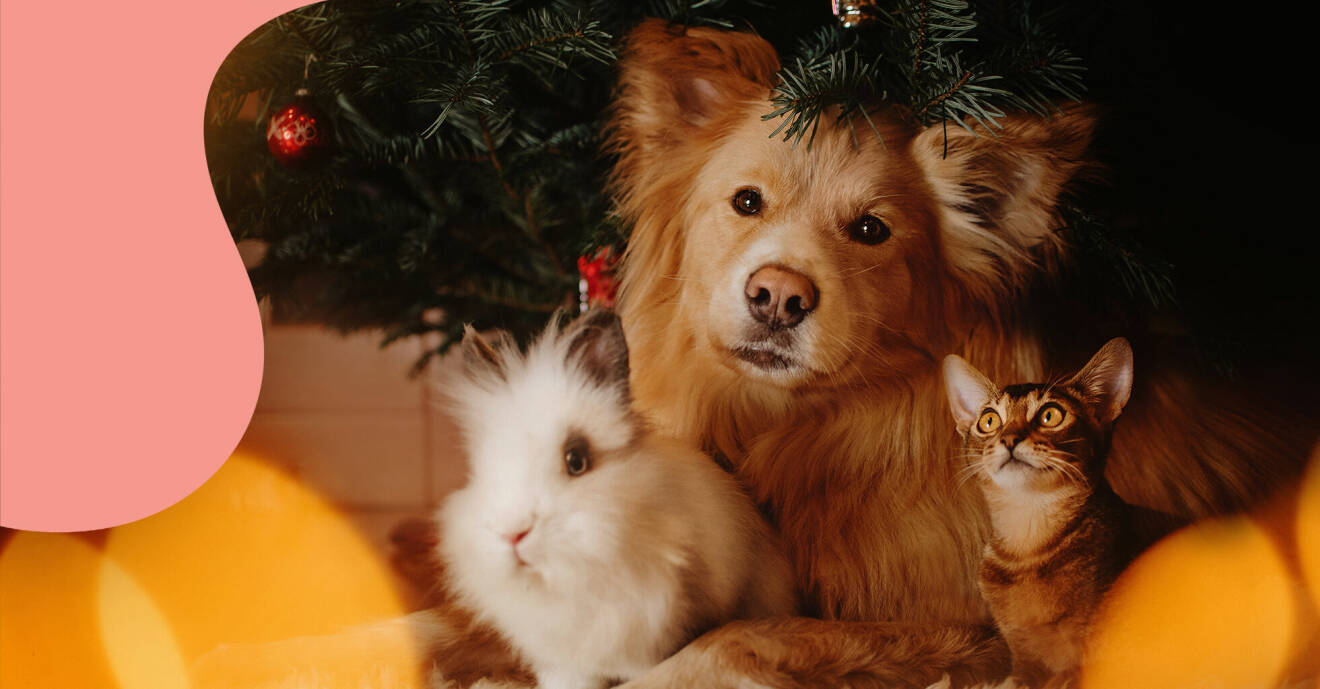 En kanin, en hund och en katt under granen.