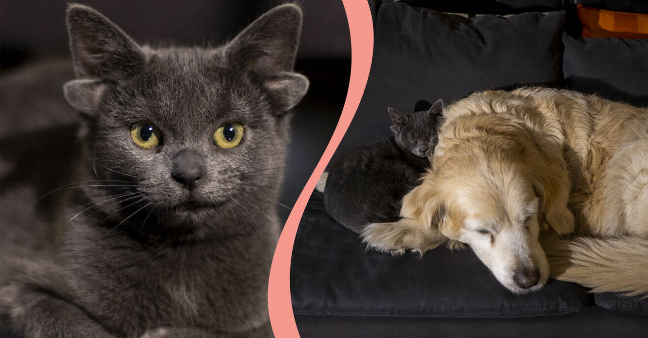 Till vänster, kattungen Midas, till höger, Midas med en golden retriever som också bor i hushållet.