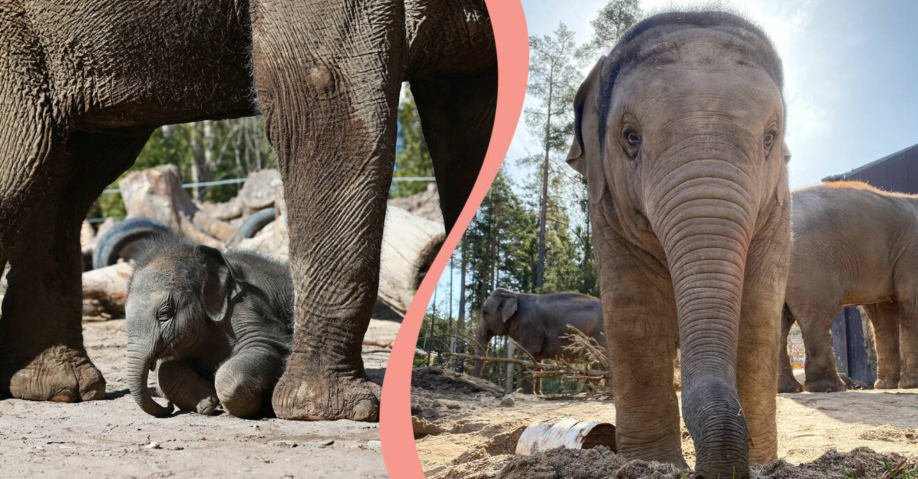 Till vänster, Prince, en månad gammal, till höger, Prince ute bland de andra elefanterna på Kolmården.