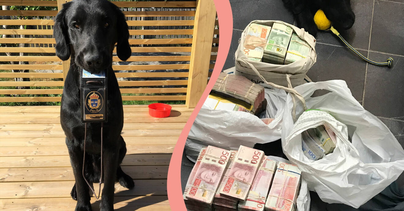 Till vänster, polishunden Prinsen med sin bricka, till höger, pengar som Prinsen har spårat.