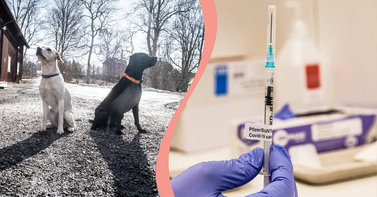 Till höger, två coronahundar, till höger en vaccinspruta.