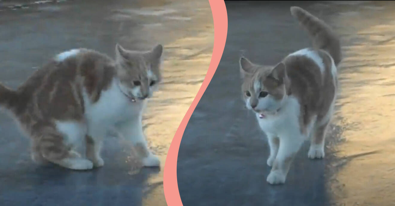 Katten Allegro är ute på hal is vilket blivit ett viralt klipp på Youtube.