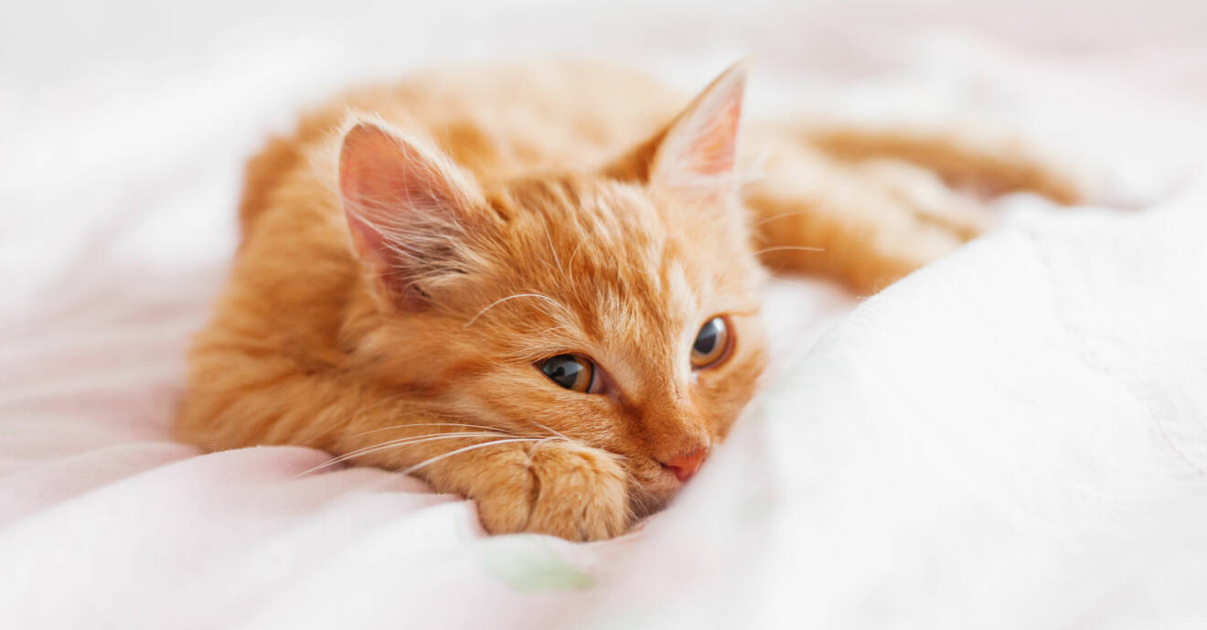 Kattunge med orange täckning ligger på täcke i sängen.