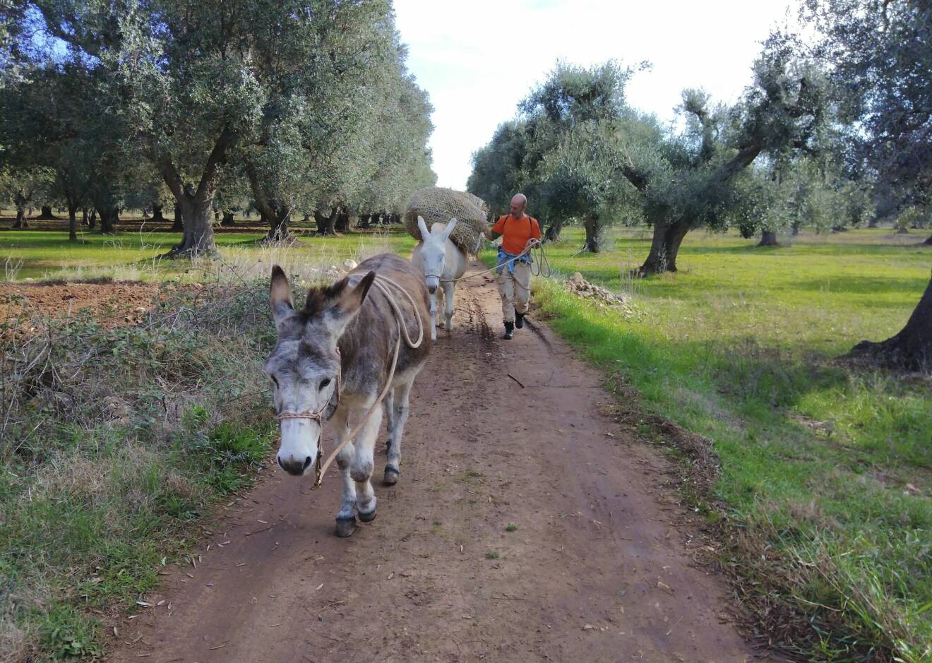 Carlo Magnani från Italien vandrar mellan olivträd med sina två åsnor.