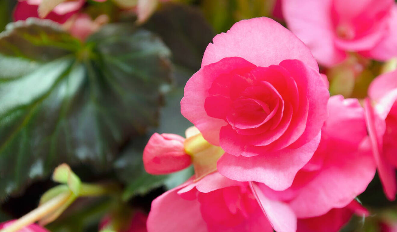 Begonia finns i ett antal olika färger, här är en rosa.
