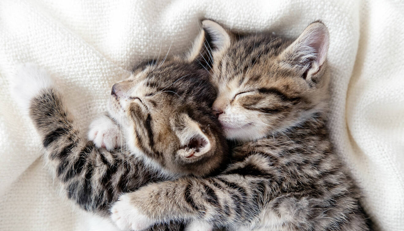 Två kattungar som sover vid varandra.
