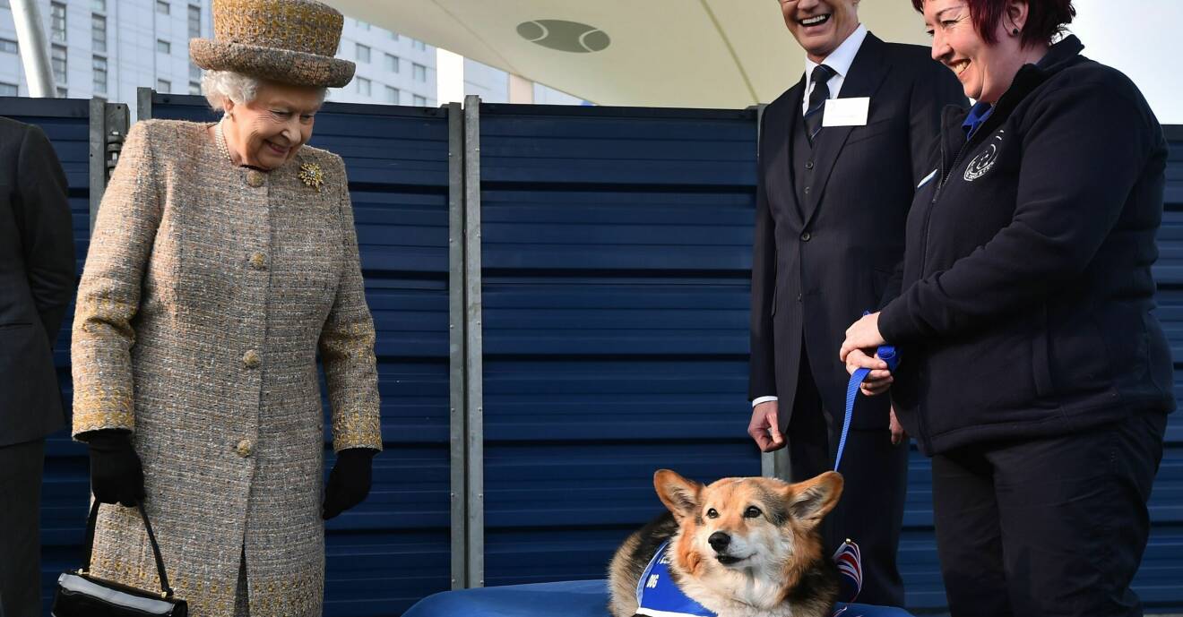 Drottning Elizabeth har alltid älskat hundrasen corgie.