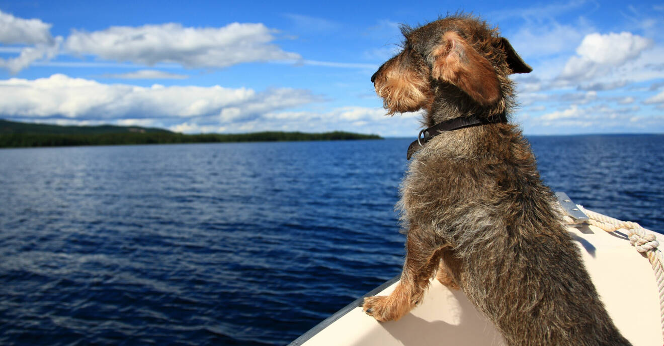 Tax som står i en båt och tittar ut över vatten.