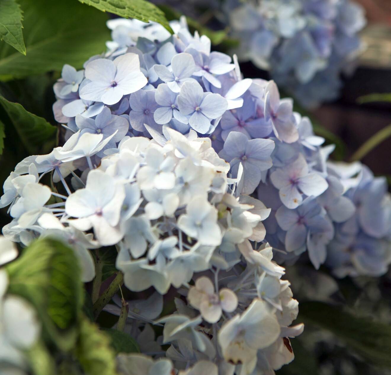 Blommande blå hortensia.