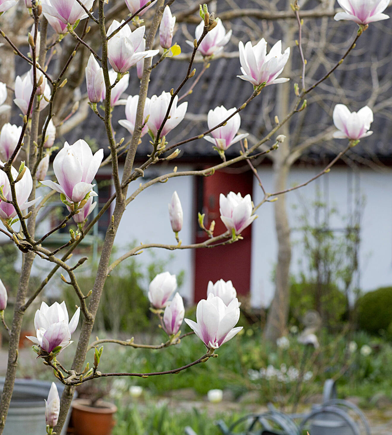 Praktmagnolian får många underbara blommor varje vår i april–maj. Den klarar sig bara i växtzon 1–2.
