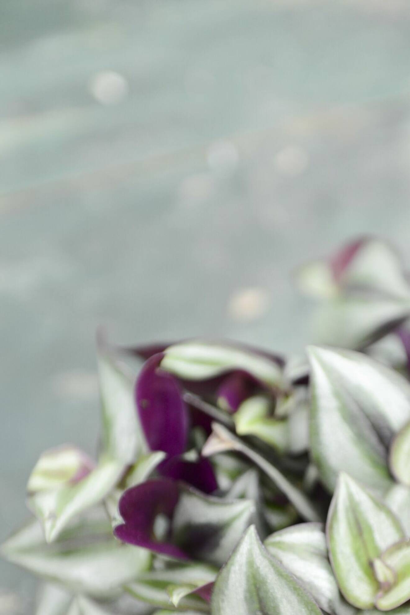 Zebrablad, Tradescantia, med skiftande blad i grönt, lila och vitt.