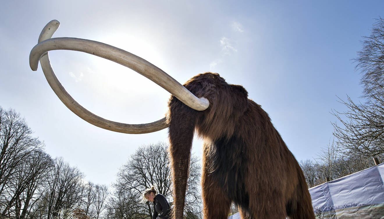 Mammut på Zoo i Danmark