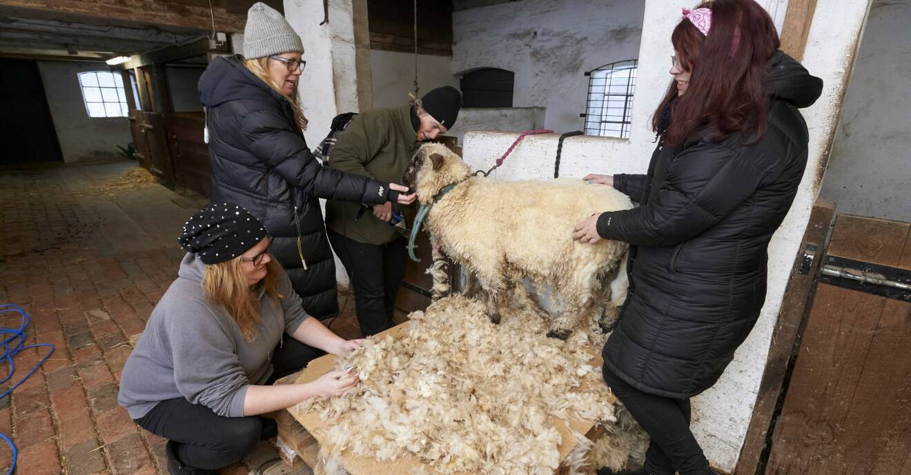 Djurskötsel är en del av verksamheten i projektet Grönt innanförskap och här klipps ett av fåren.
