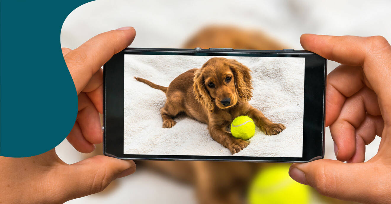 Bilden visar en mobiltelefon med en hund i displayen.