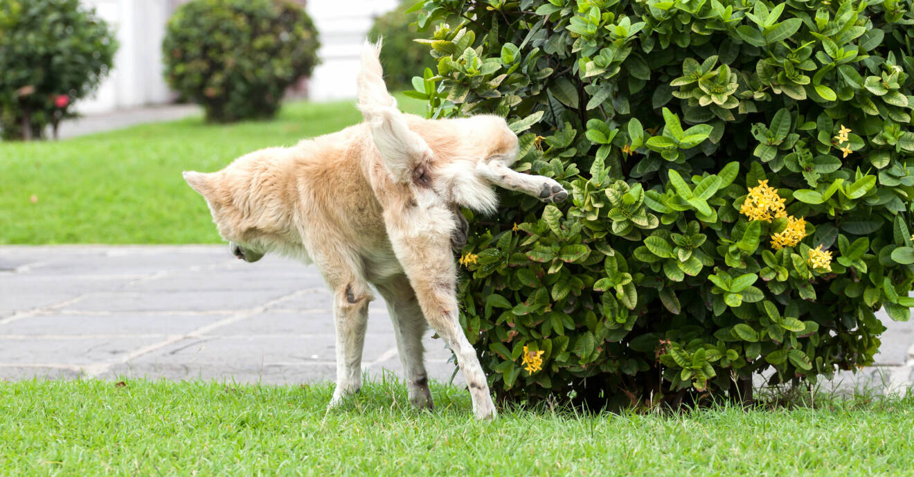 En större hund kissar mot en buske i en välskött trädgård.
