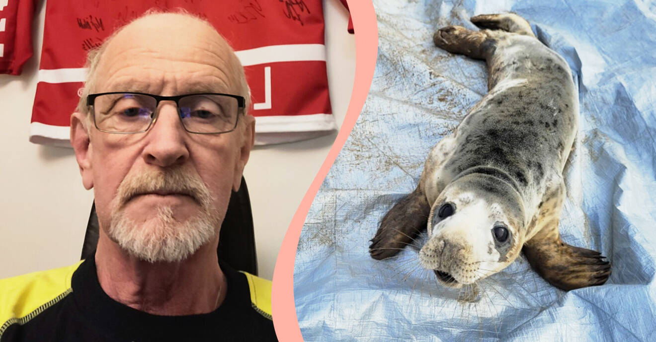 Kent Grönblad räddade en sälunge som hade strandat utanför hans hus på en åker.