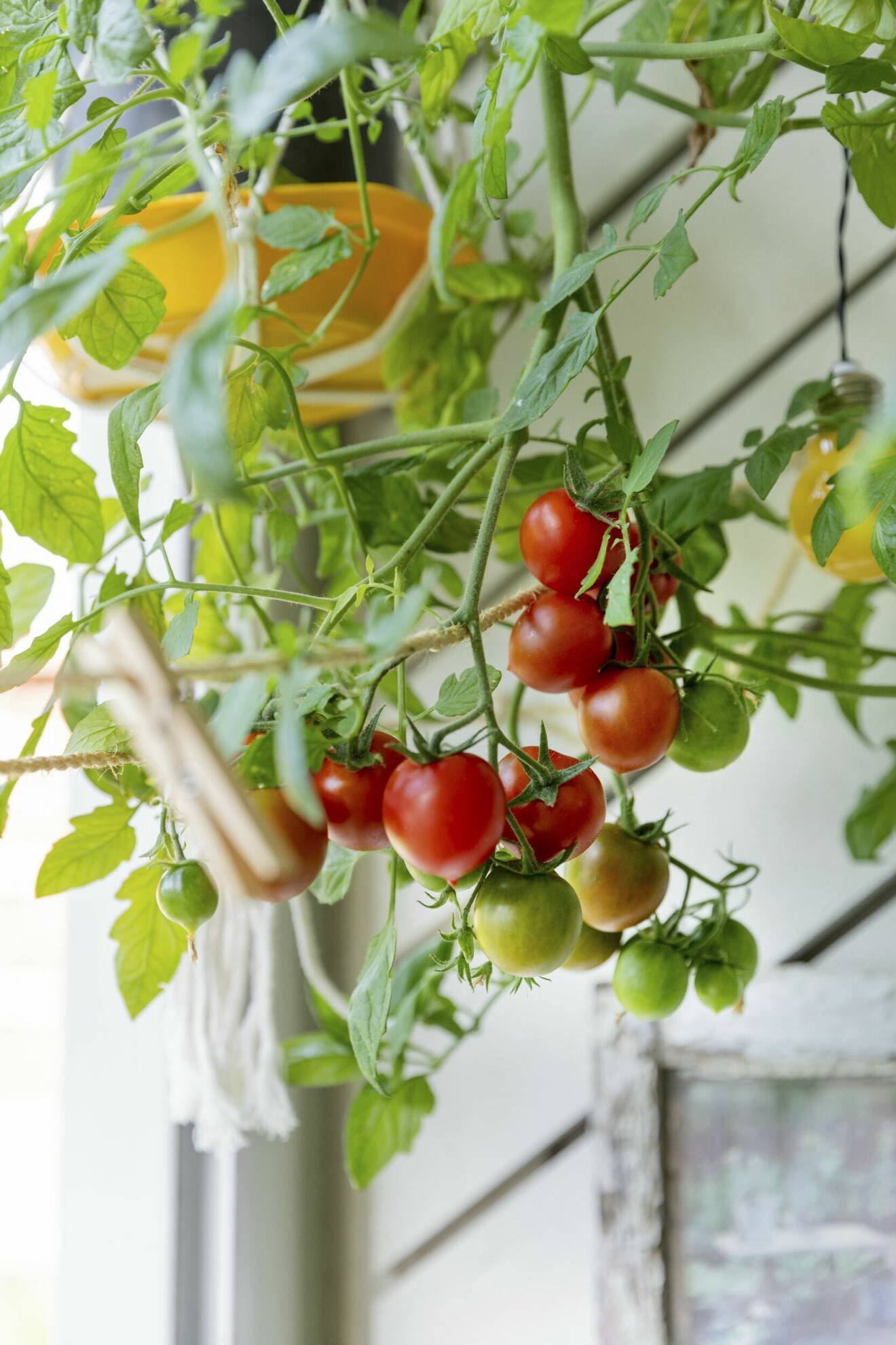 Tomater som växer på slingrande planta.