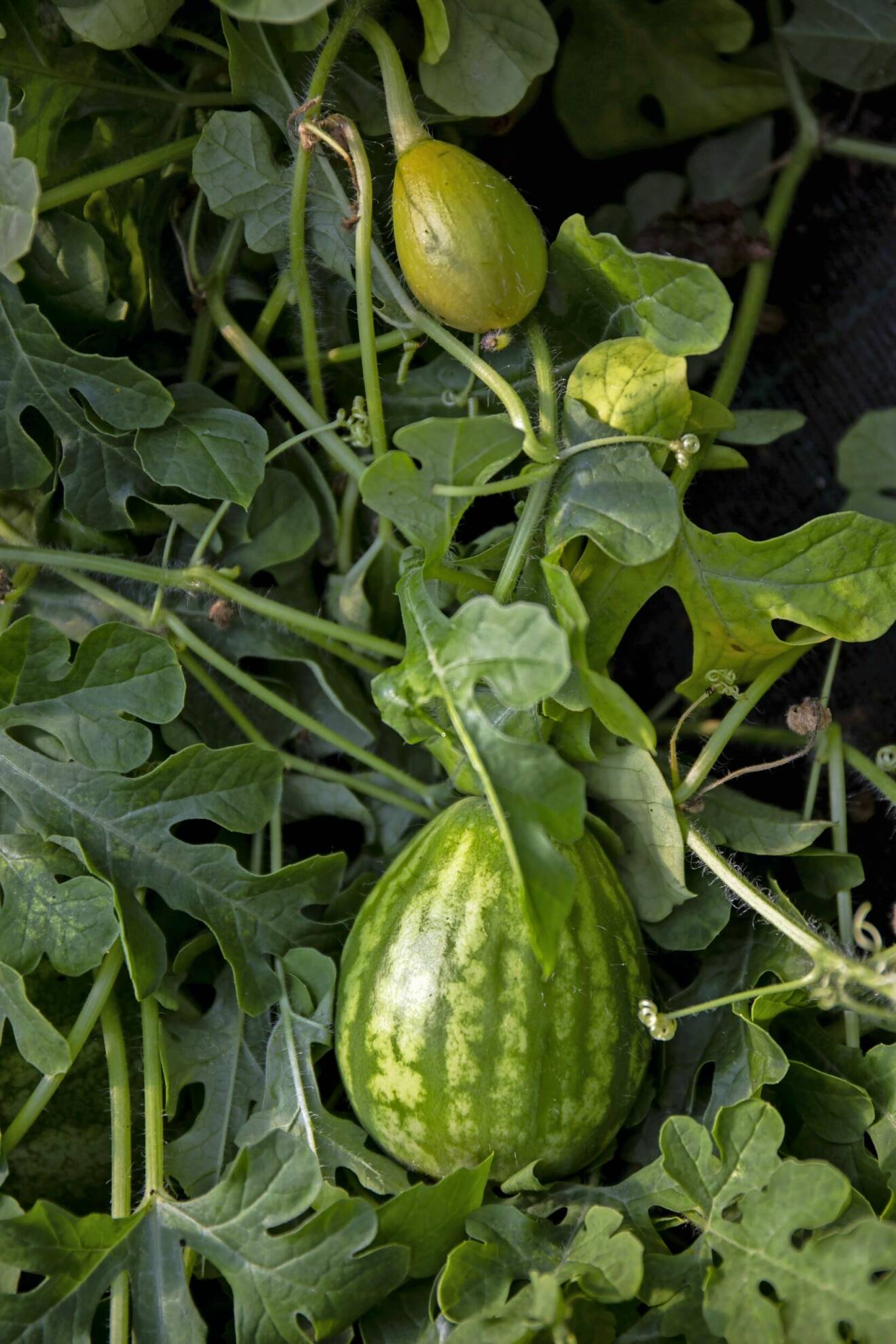 Vattenmelon som växer på planta.