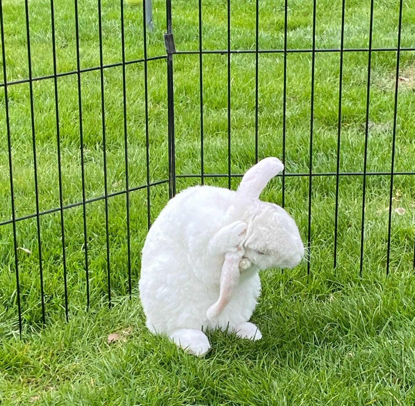 Kaninen Stig fick först en liten "karantän" i en egen utegård.