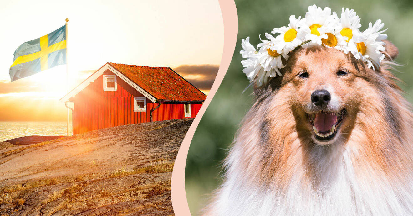 Till vänster, en röd stuga och en svensk flagga, till höger, en hund med en krans.