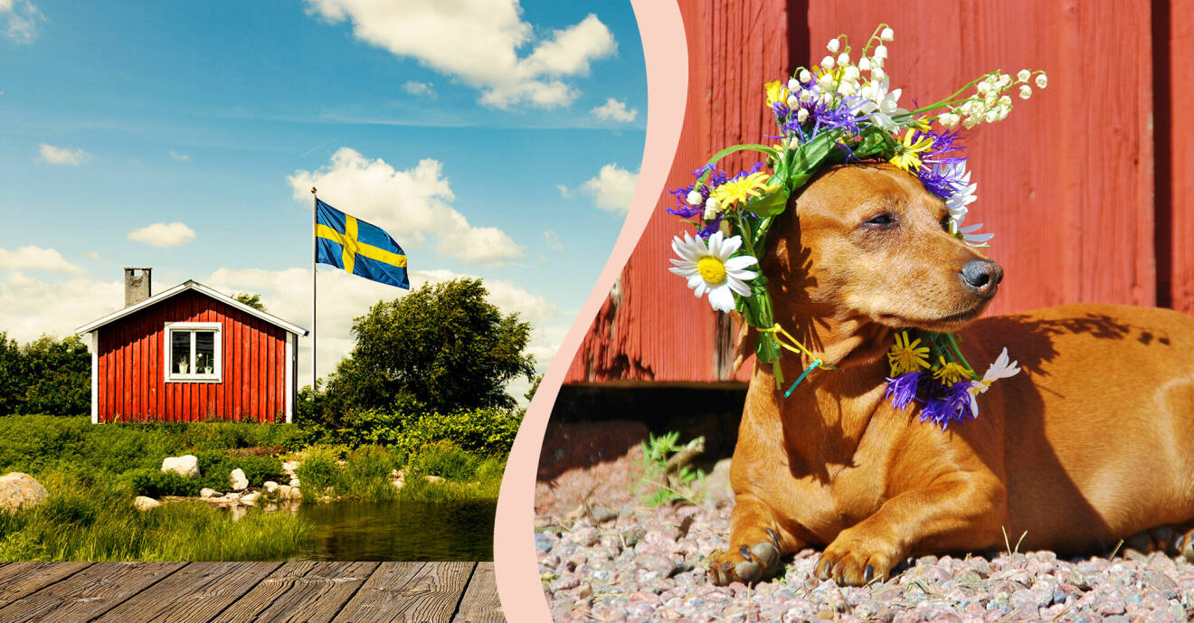 Till vänster, en svensk stuga och en svensk flagga, till höger en tax med en blomkrans.