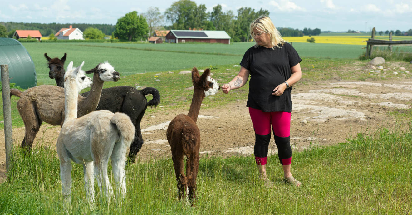 Anneli Magnusson, ikväll svart t-shirt och rödsvarta byxor matar ett gäng lamor ute i en grön hage.