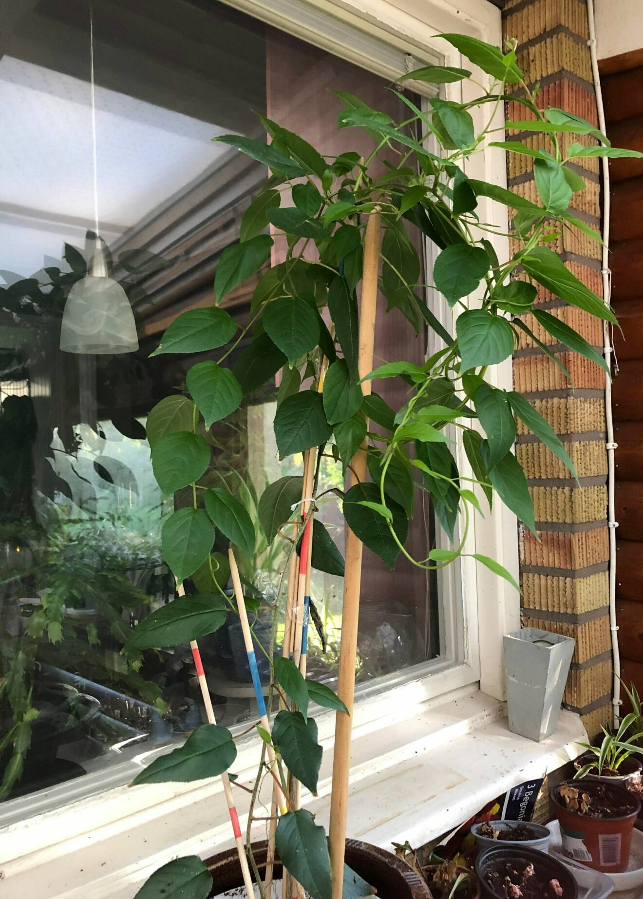 En hög planta med gröna blad står framför ett fönster utomhus och slingrar sig längs långa blompinnar.