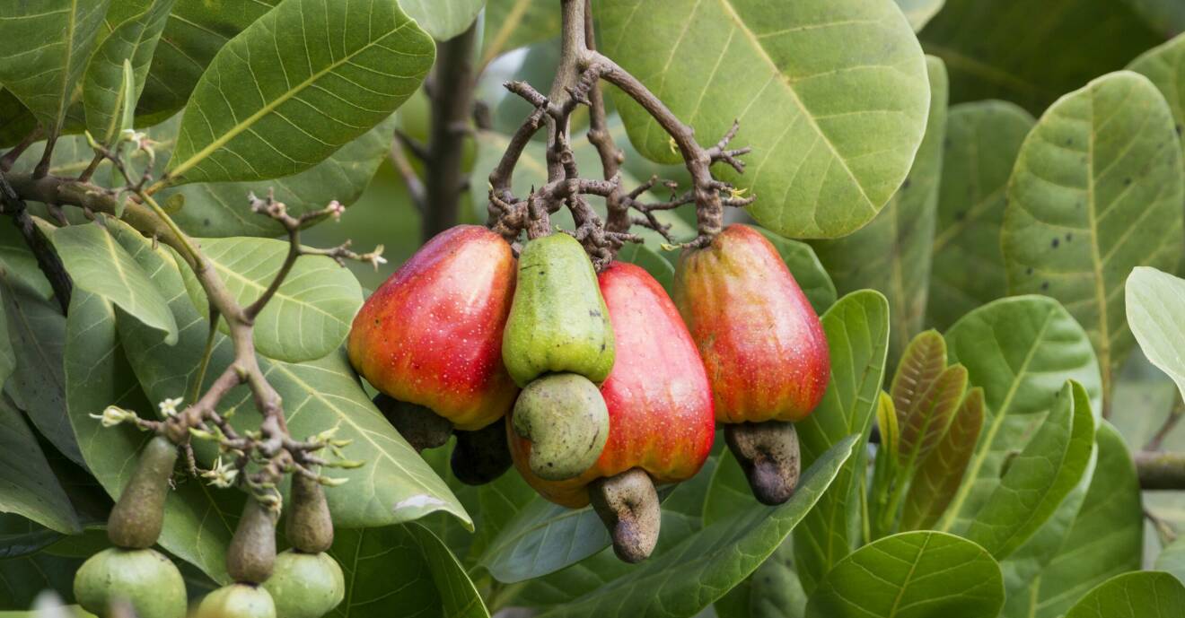 Linnéa Falkinger kom på en idé om hur man kan ta vara på cashewäpplet när cashewnöten tagits bort och tillverkar nu det växtbaserade köttet cashewmeetly.