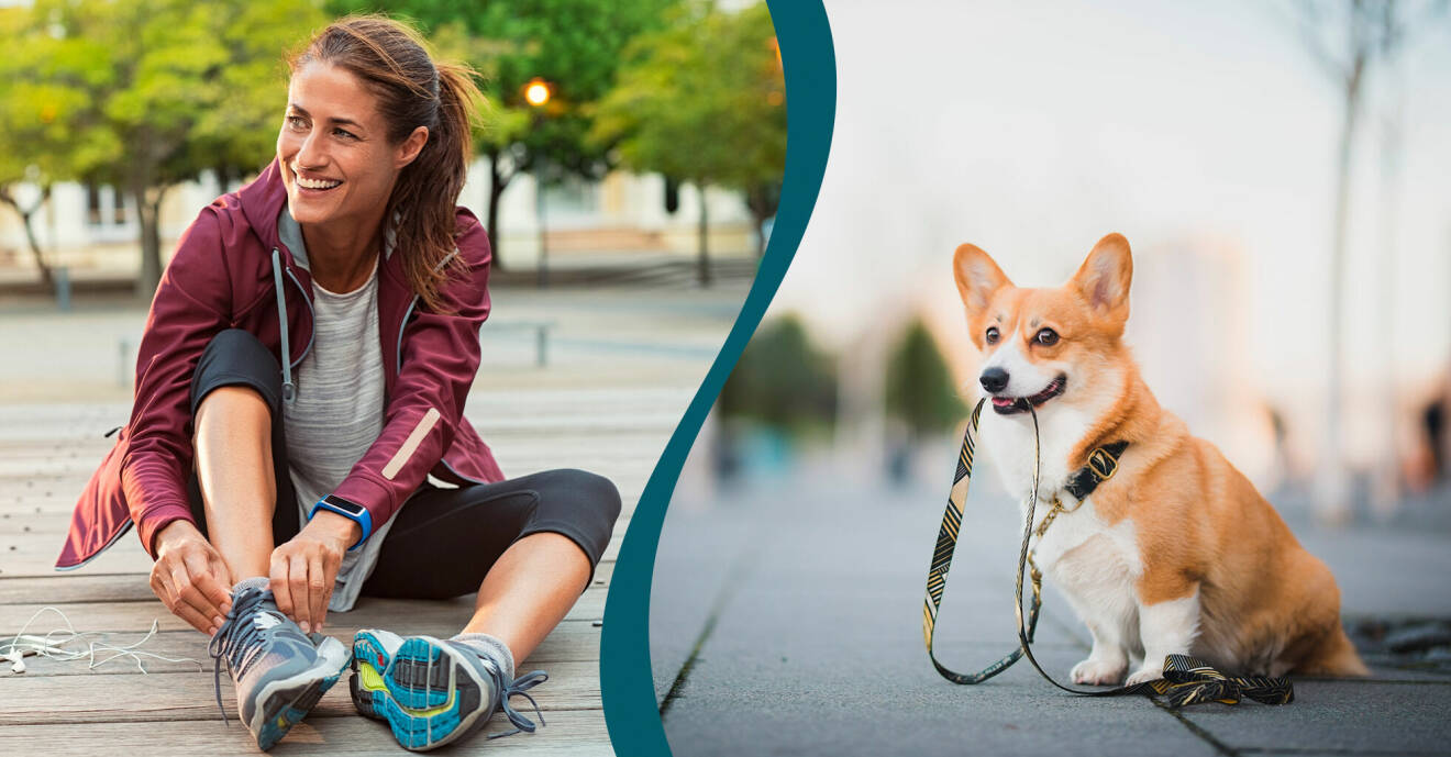 Kvinna i träningskläder och joggingskor sitter. Corgi hund sitter och håller sitt koppel i munnen.
