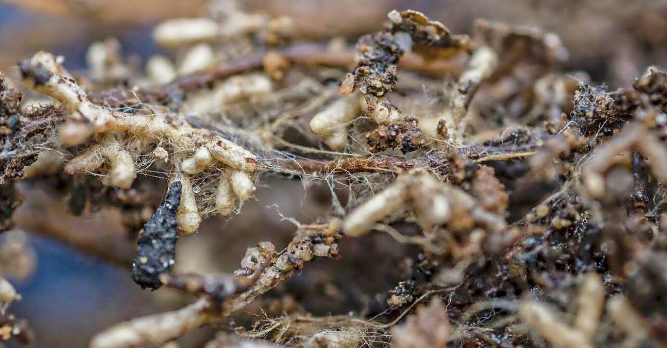 Tallplanta inokulerad med levande mycel.