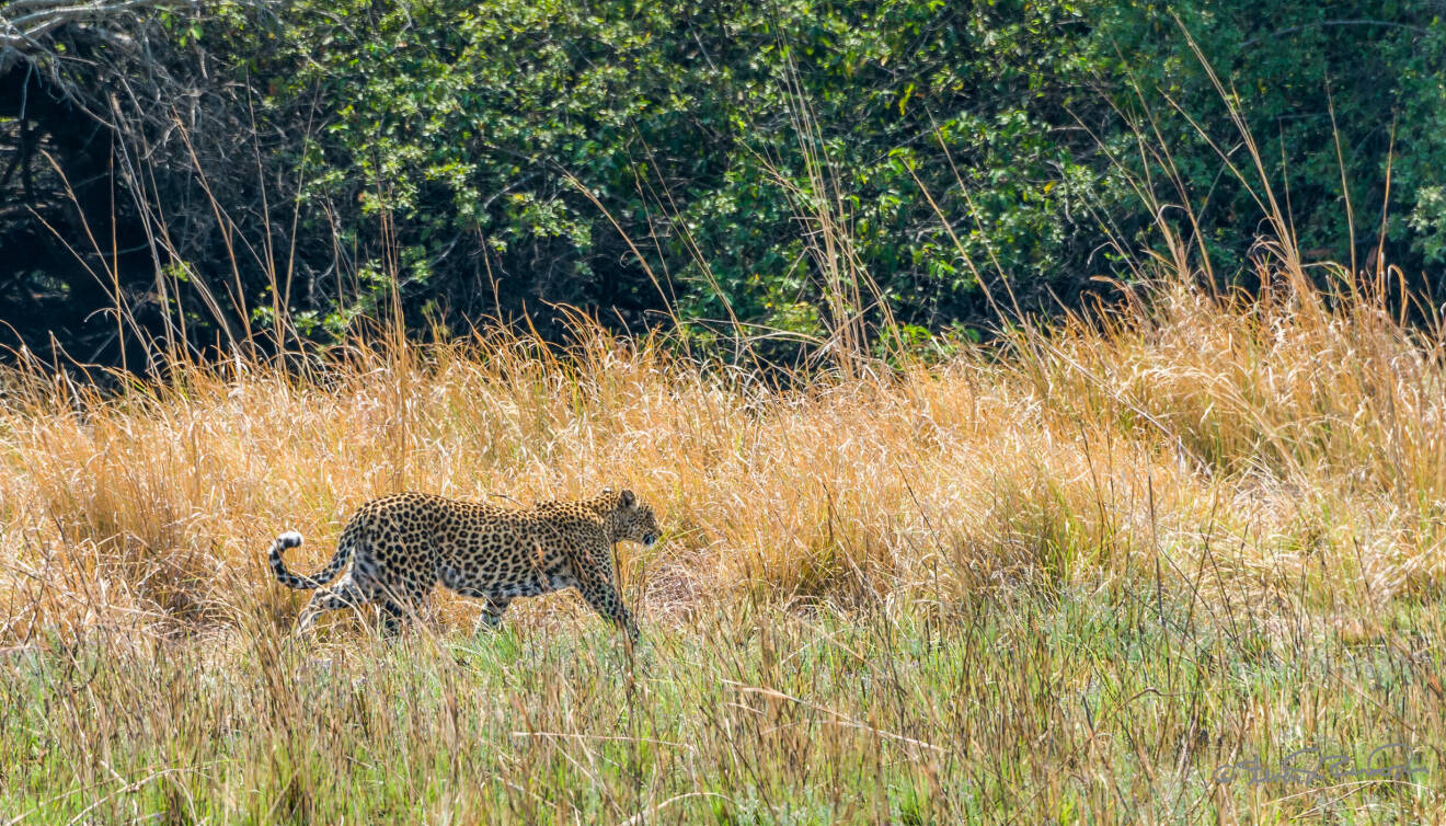 Leopard i Kafue, Zambia
