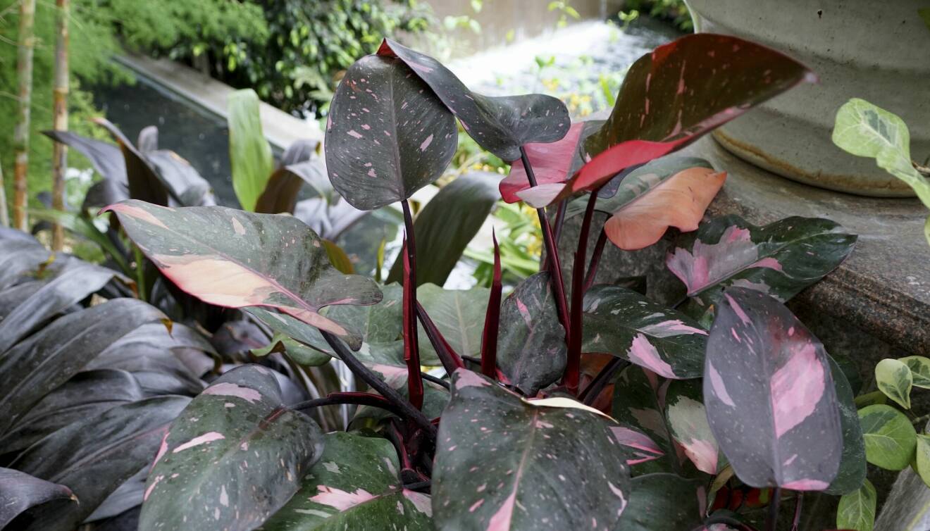 Philodendron ’Pink Princess’