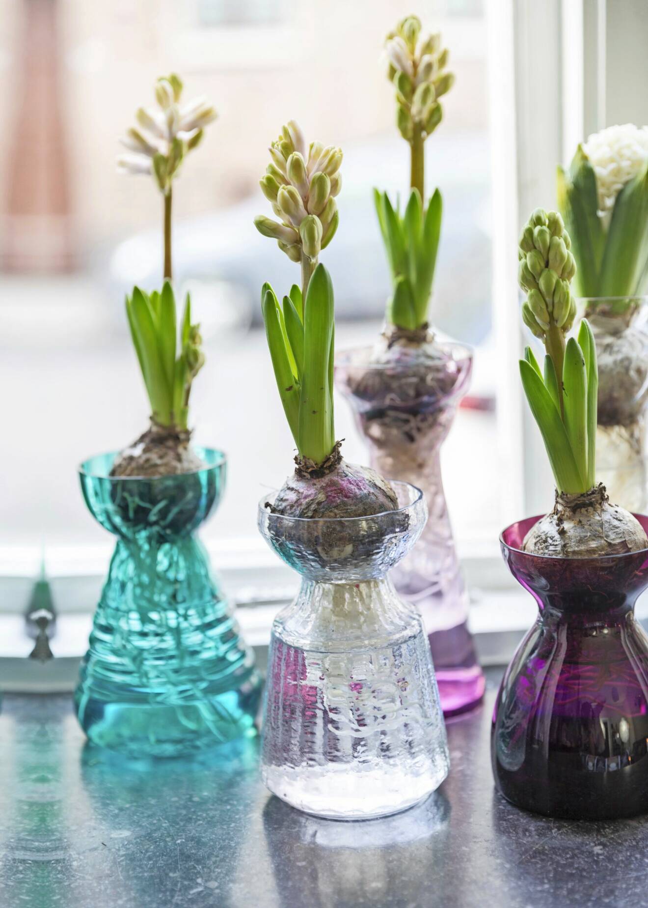 Hyacinter i färgade glasvaser.