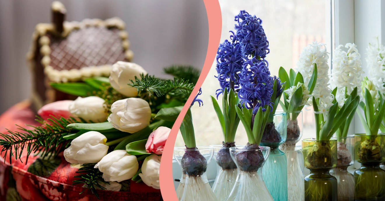 Tulpaner och hyacinter