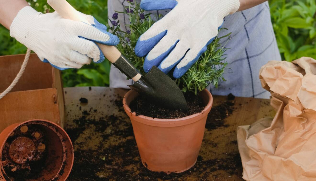 Låt lerkrukan ligga i blöt innan du planterar