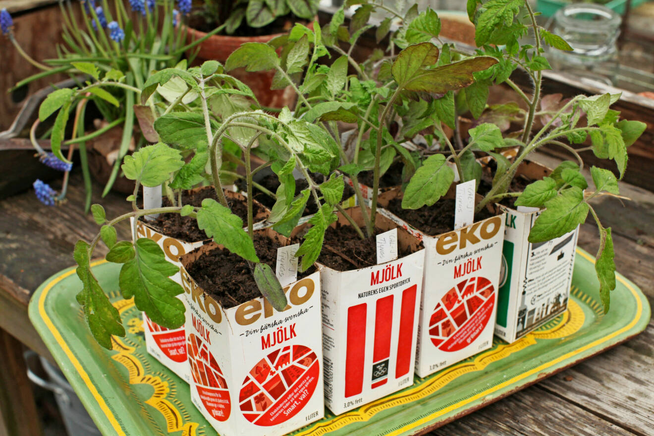 Tomatplantor planterade i mjölkpaket.